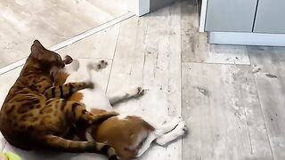 The cat overwhelms the dog.