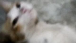 Cute cat????????