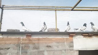 Pigeon baby new home