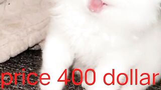 Cute cat