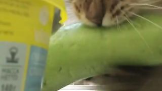 Отдай кабачок!