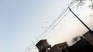 Birds and natural sounds