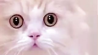 Cute cat