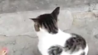 ???? Vs ???? funny TikTok 2023 Cats and VS chicken touch TikTok