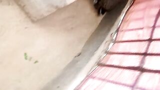Cute my lop rabbit