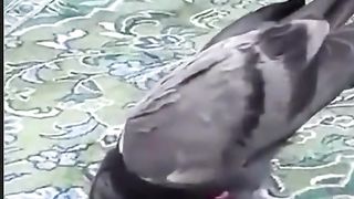 Mery Allah ki shan kabotar sajda krty hoy