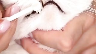 Cats care