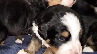 Cute doggy pets