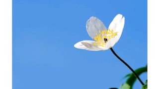 Wildflower