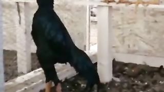 #aseel #shorts #top #tiktok #viral