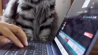 Cats learning