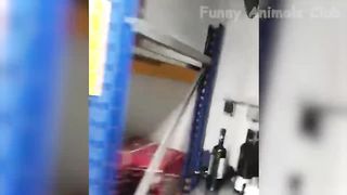 Animals funny_video