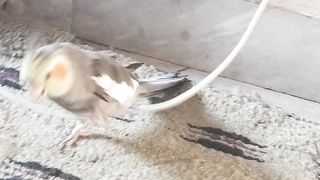 funny bird