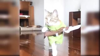 Baby Cats - Cute and Funny Cat Videos Compilation