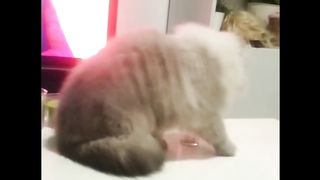 Gato malo :: Thug Life