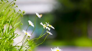 Wildflower