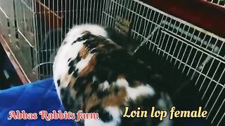 Lion lop rabbit