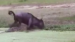 Cow eating the grass