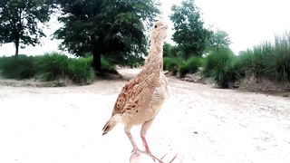 Beautiful francolin sound