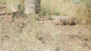 Grey Francolin voice