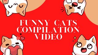 Cute funny cat compilation video