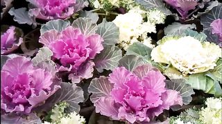 Best flower in the world best garden ideas