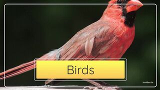 Top 10 Birds in the World ????