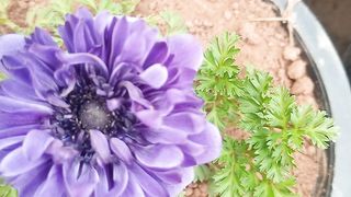 Anemone poppy