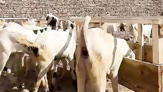 Fahad sheep goat Farm