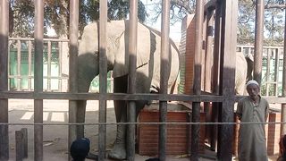 Beautiful Elephant ????