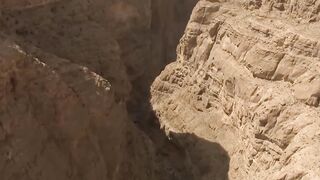 Predators go crazy with these tricks! Nubian Ibex is the climbing expert!