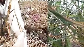 Zamzam Sugarcane cleaner