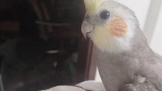 My pets