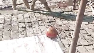 Funny video is a sheep|village seen #video