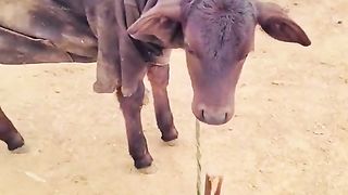 Kids cow cute baby village life