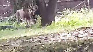 Lion vs man fight in zoo