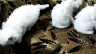 Persian White Kittens