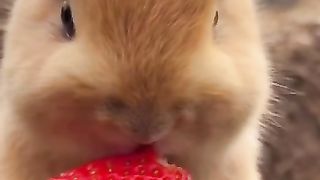 Cute Animals