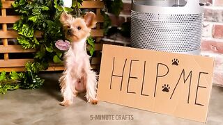 Rich pet vs poor pet / Rich guy save poor dog from the trash can !