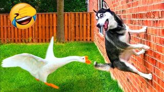 New Animal Video 2023 - Funniest Cat And Dog - Funny Animal Moments
