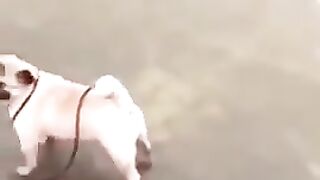 Dog funny video ????????