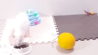 Funny# Cat# best funny Short##