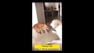 Funny video compilation