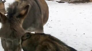 a donkey chases wolves.