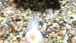 Cute fish ????????????????