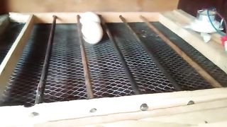 handmade eggS try