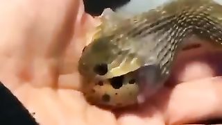 How snake swallow an egg.