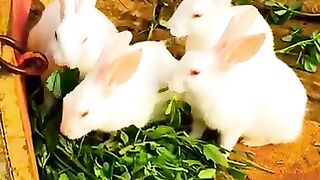 Rabbit food time????????