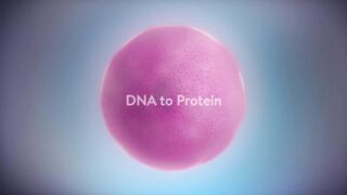 From DNA to protein - 3D