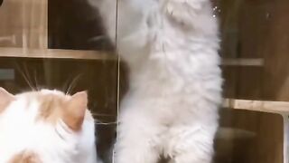 Cute Cat Playing